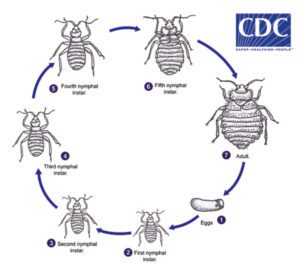 Do Bed Bugs Spread Quickly - Bed Bug Resource Guide