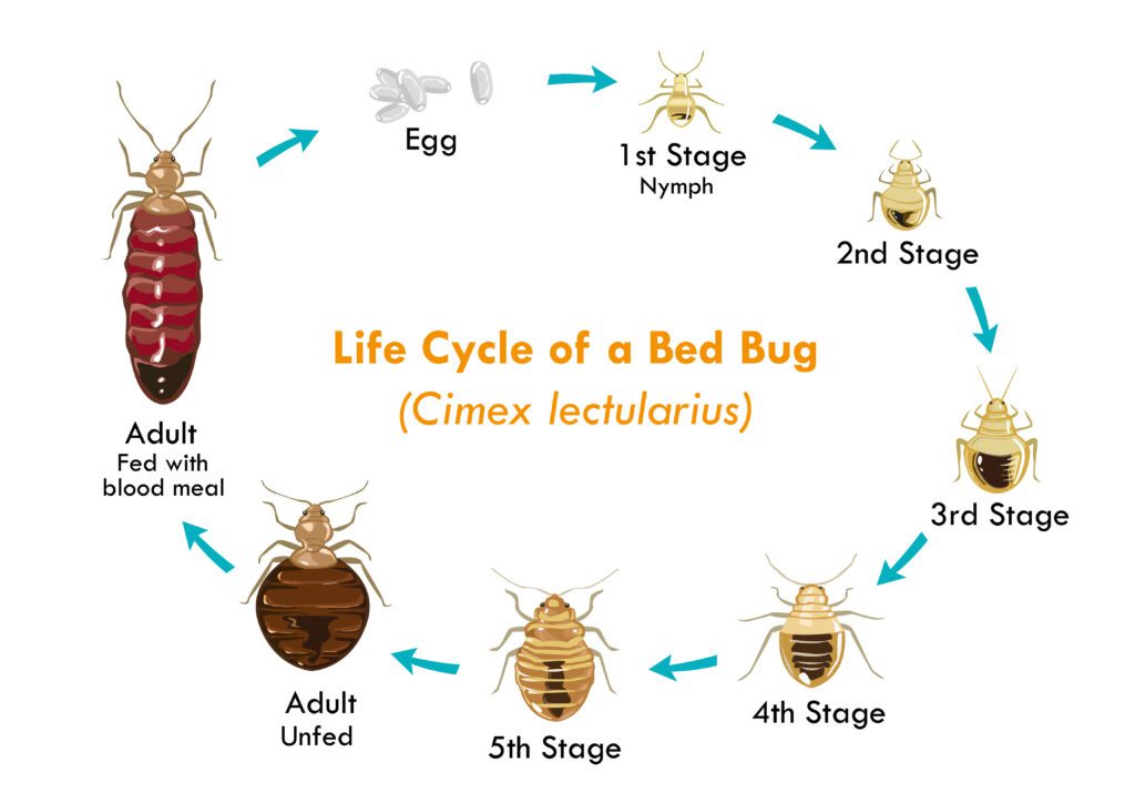 How do bed bugs multiply? 