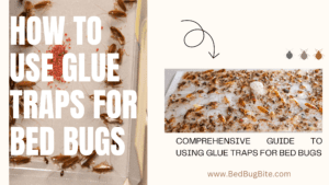 How to use glue traps for bed bugs