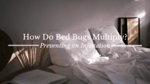 How do Bed Bugs Multiply?