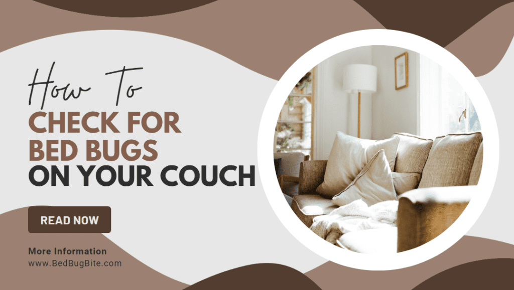 The Ultimate guide on how to check your couch for bed bugs