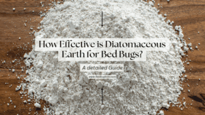 How Effective is Diatomaceous Earth for Bed Bugs? A detailed Guide