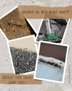 Where do bed bugs hide?