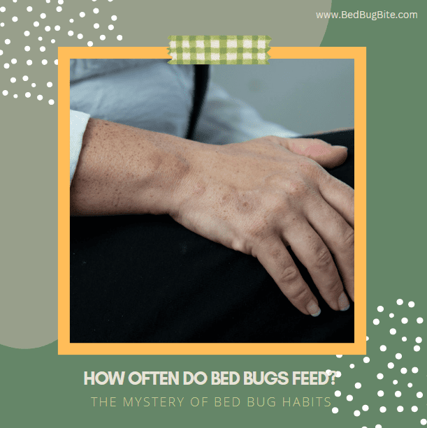 How often do bed bugs feed?