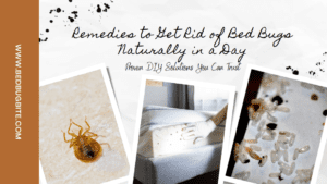 Remedies to get rid of bed bugs naturally