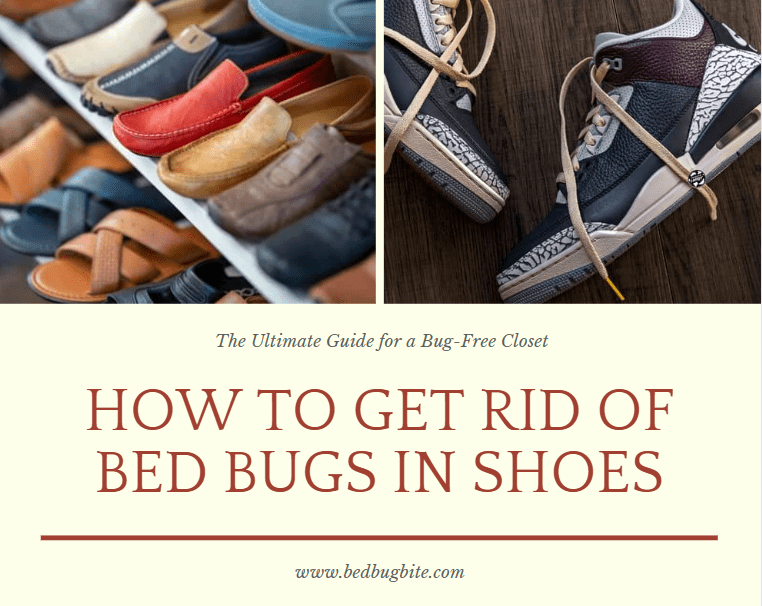 how to get rid of bed bugs in shoes cover