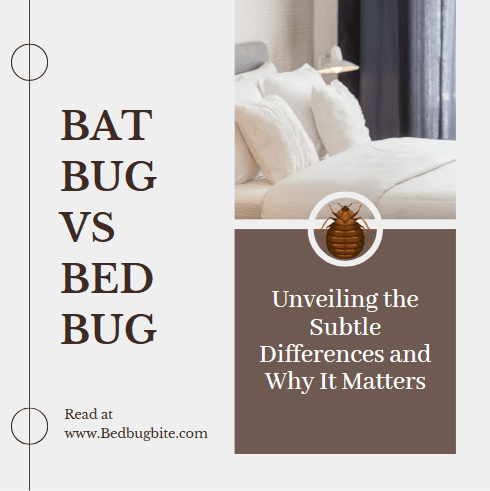 bed bug vs bat bug cover