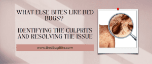 What else bites like bed bug cover