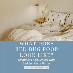 what does bed bug poop look like cover