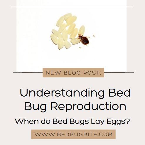 understanding bed bug reproduction cover