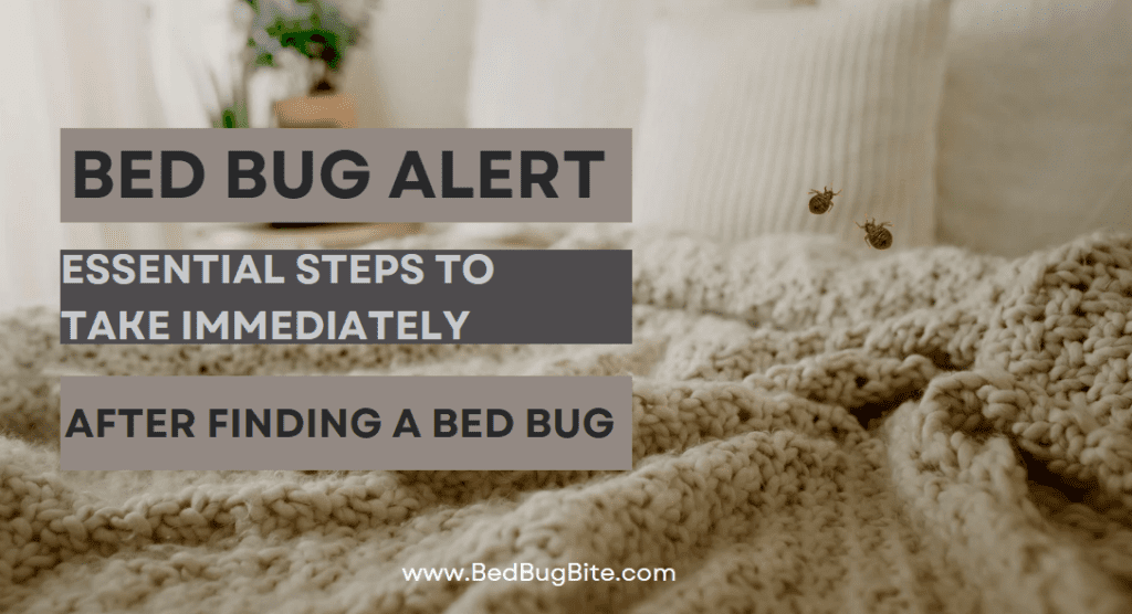 immediate response to bed bug discovery