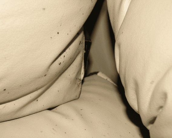 The Battle Against Bed Bugs