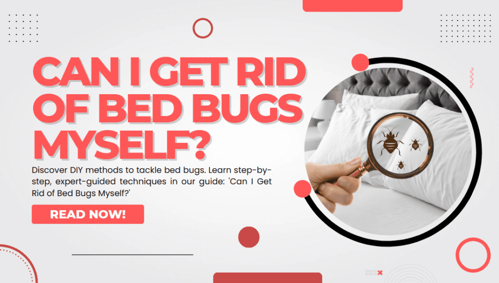 Can I Get Rid of Bed Bugs Myself