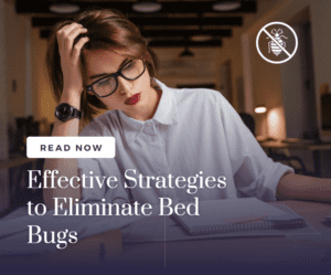 Effective Strategies to Eliminate Bed Bugs