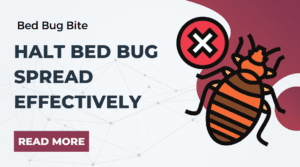 Halt Bed Bug Spread Effectively