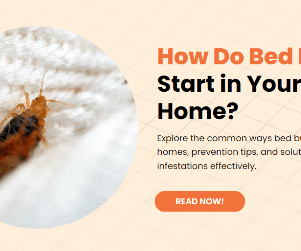 How Do Bed Bugs Start in Your Home?